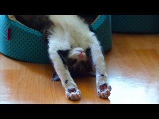 스포츠토토  Ａ７ＭＡ．ＣＯＭ 스포츠토토추천