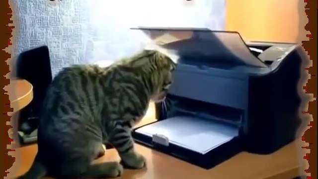 И снова наши прикольные Котейки! Просто Ржач!