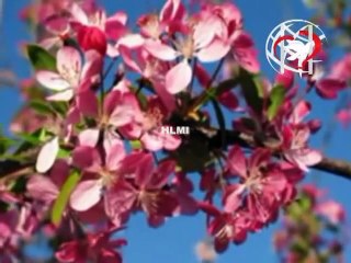 Aisi Mann Main Lagan Tu Laga - Geet aur Zaboor Song