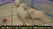 Bichon Frise, Puppies, For, Sale, In, Jackson, Mississippi, MS, Clinton, Pearl, Horn Lake