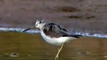 Common Greenshank
