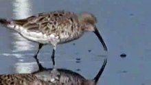 Curlew Sandpiper