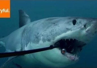 Storyful's Wildest Animal Encounters