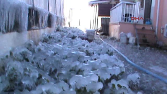 Muğla Ortaca, Köyceğiz ve Dalaman' da Zirai Don-Ek