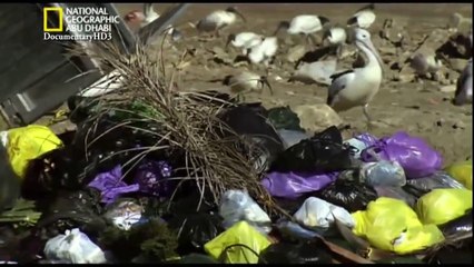 ‫وثائقي - البجع - الهجرة إلى برية البدو HD‬‎