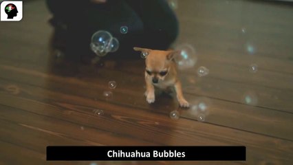 Chihuahua Bubbles