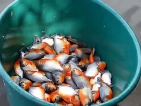 This Is How They Fish Piranhas In Brazil