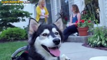 Doğuştan Engelli Olan Köpeğin İlk Defa Koştuğu Andaki Mutluluğu