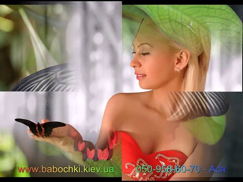 Купить живых бабочек для подарка Парусник Румянцева babochki.kiev.ua