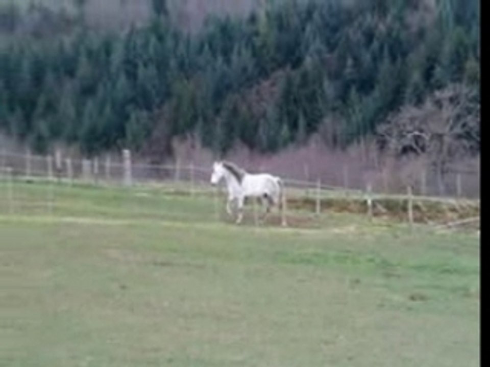 Cheval fou ou heureux !