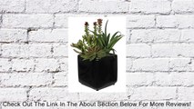 House of Silk Flowers Artificial Succulent Garden (B) in Black Cube Vase Review