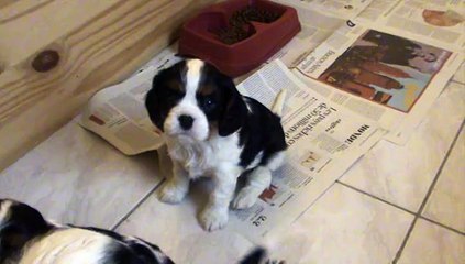 L'aîné à 6 semaines