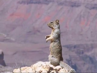 A Wild Squirrel Praying To God For Rain