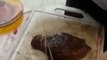 Cut a piece of meat like a samouraï : so impressive method!