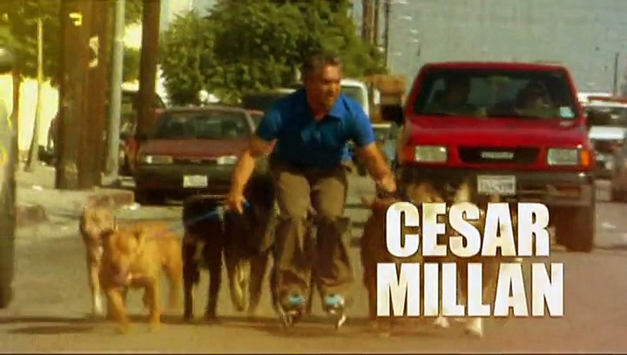 Köpeklere Fısıldayan Adam: Islak Köpekcik ve Öfkeli Haydut