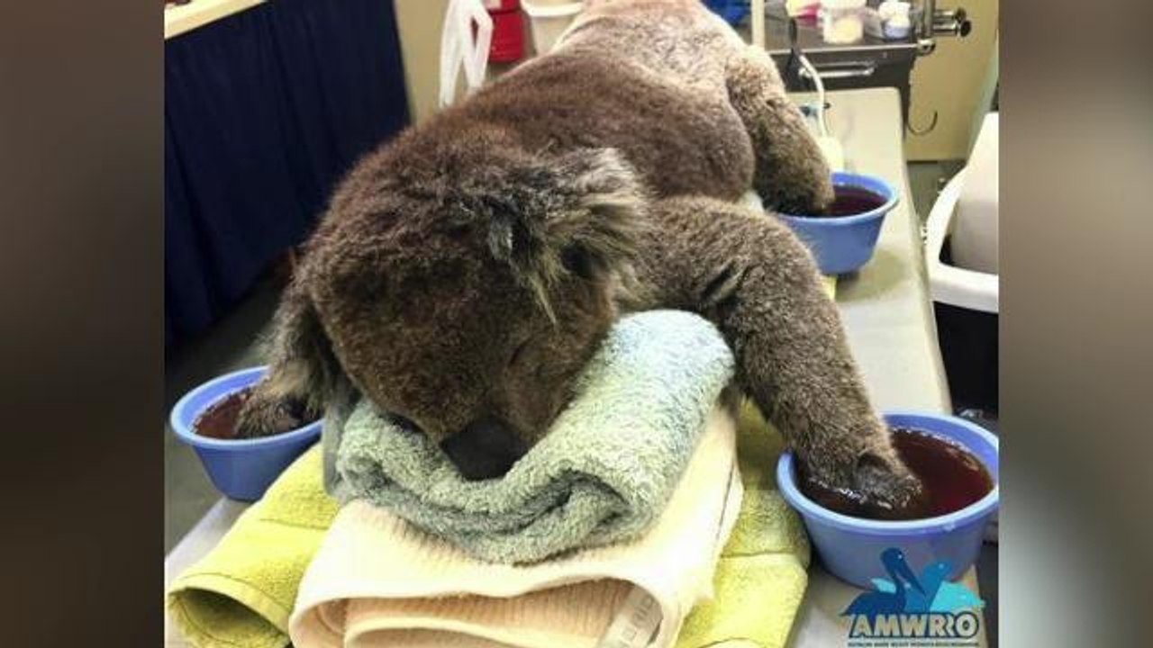Koala Burned in Brush Fire is Getting Better
