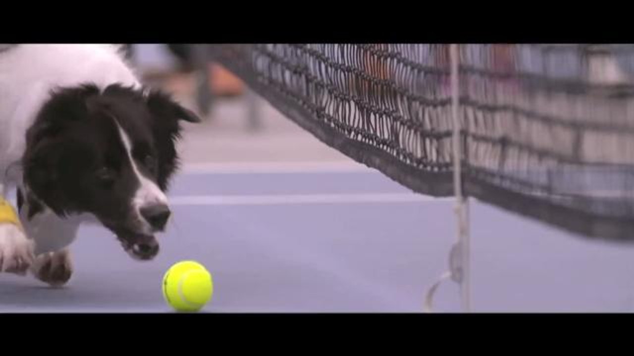 Dogs as Tennis Ball Boys Is An Idea We Took Way Too Long To Come Up With