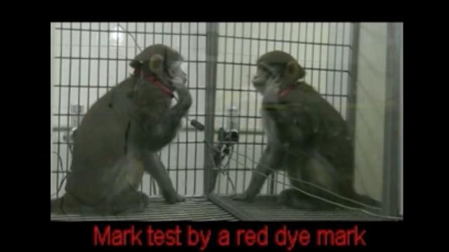 Scientists Say Monkeys Can Learn to Recognize Themselves in the Mirror