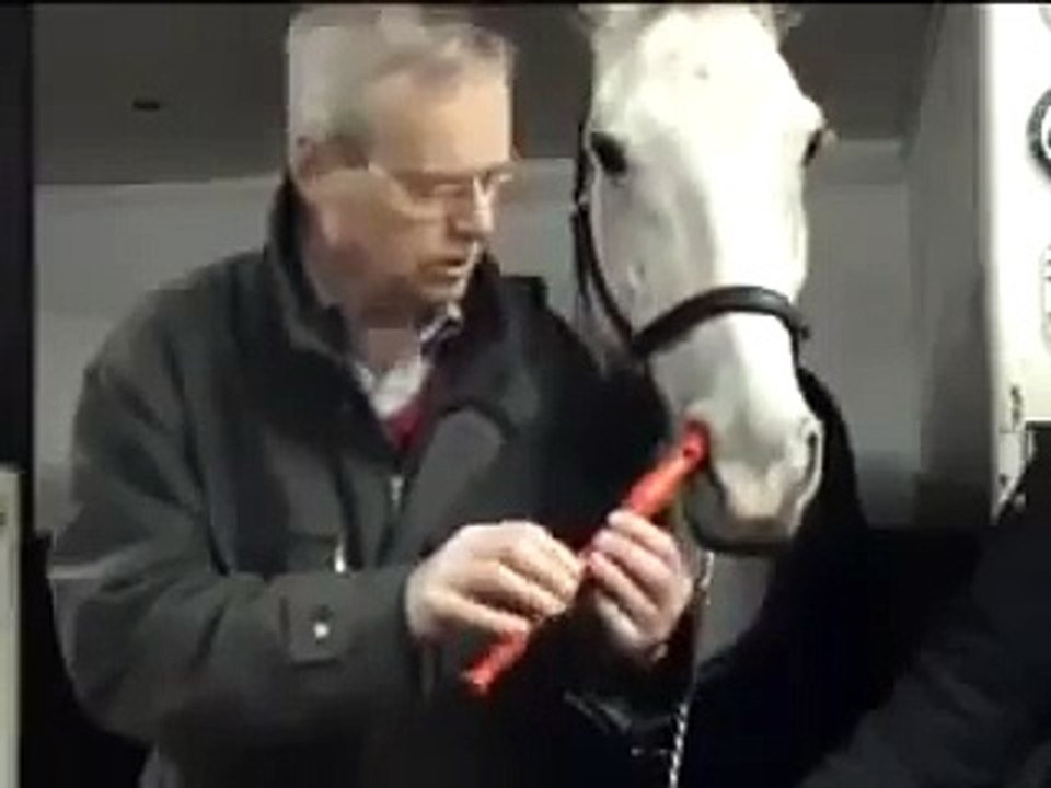 Burnuyla flüt çalan at