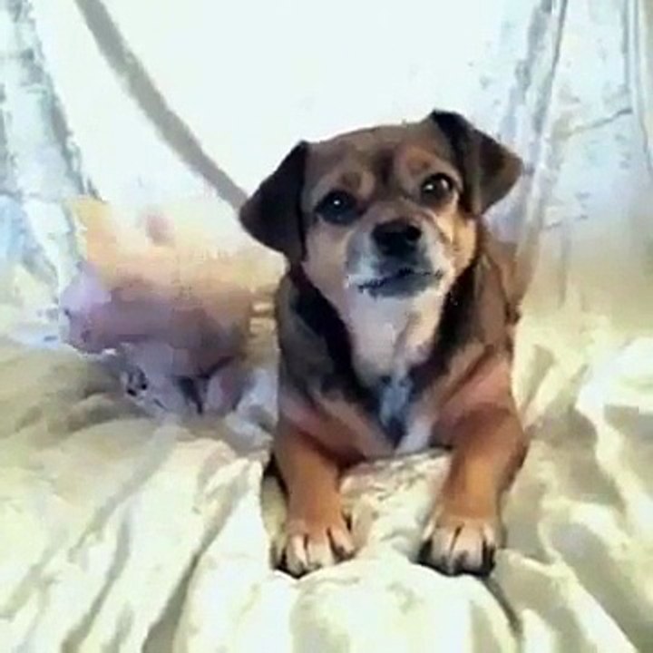 Pets make your day
