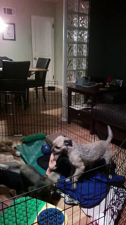 Tug with pups