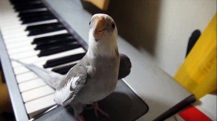 Cockatiel sing "My Neighbor Totoro"