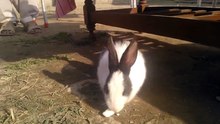 Rabit Eating Slanti