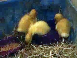 Cat Feeding Ducklings Amazing