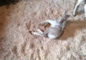 Cute Foal Rolls Over in New Bedding