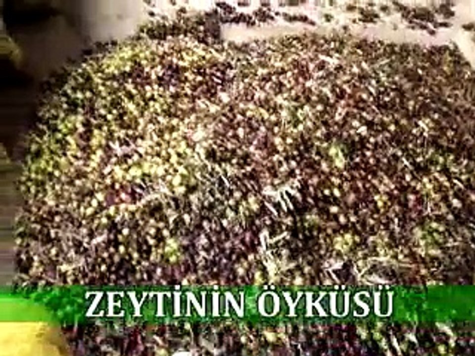 200 Zeytin Etkinliği