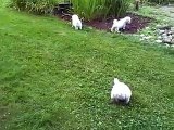 BICHON FRISE PUPPIES 2 months old