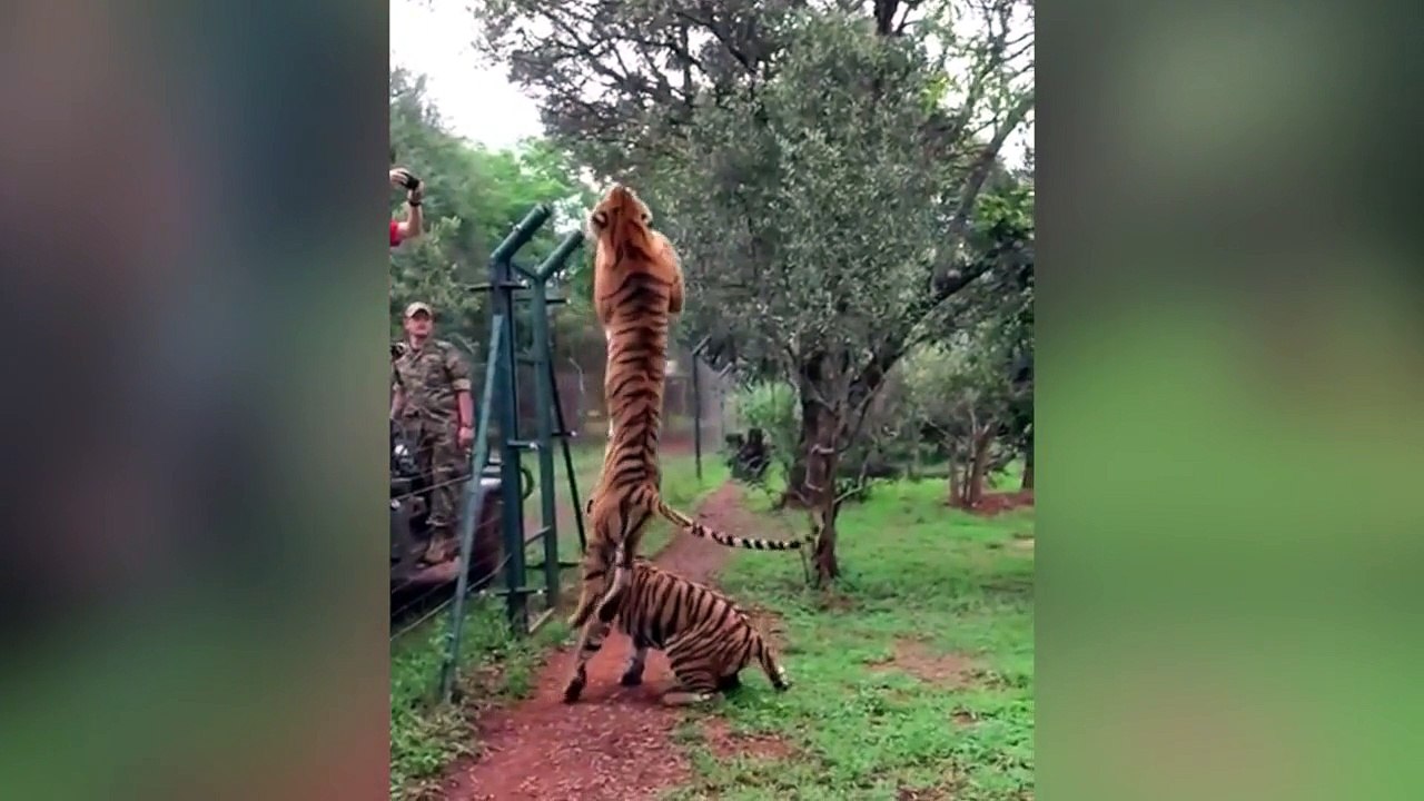 Cuando el tigre tiene hambre...