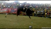 Jaripeo Extremo En Cotiro Michoacan Mexico Con Salvajes Toros Divinos Del Rancho Los Laureles Y Los Mejores Jinetes