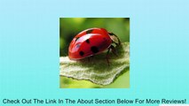 Live Ladybugs - Approximately 750 - Plus Hirt's Nature NectarTM Review