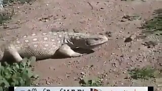 Aligator Playing with chik