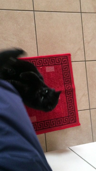 The Black cat - Il Gatto nero