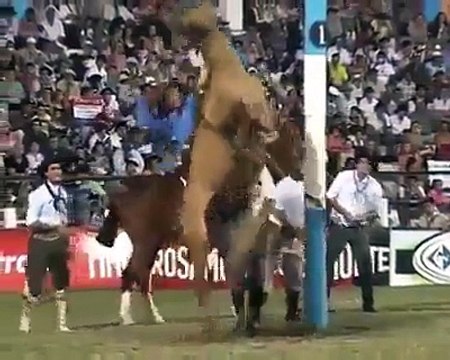 Cette femme qui fait du rodéo ne lache rien, vraiment rien