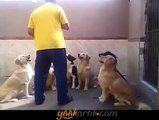 Bu köpekler çok akıllı, disiplinli.