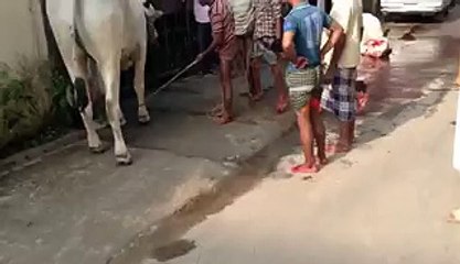 What a Kick by a Cow