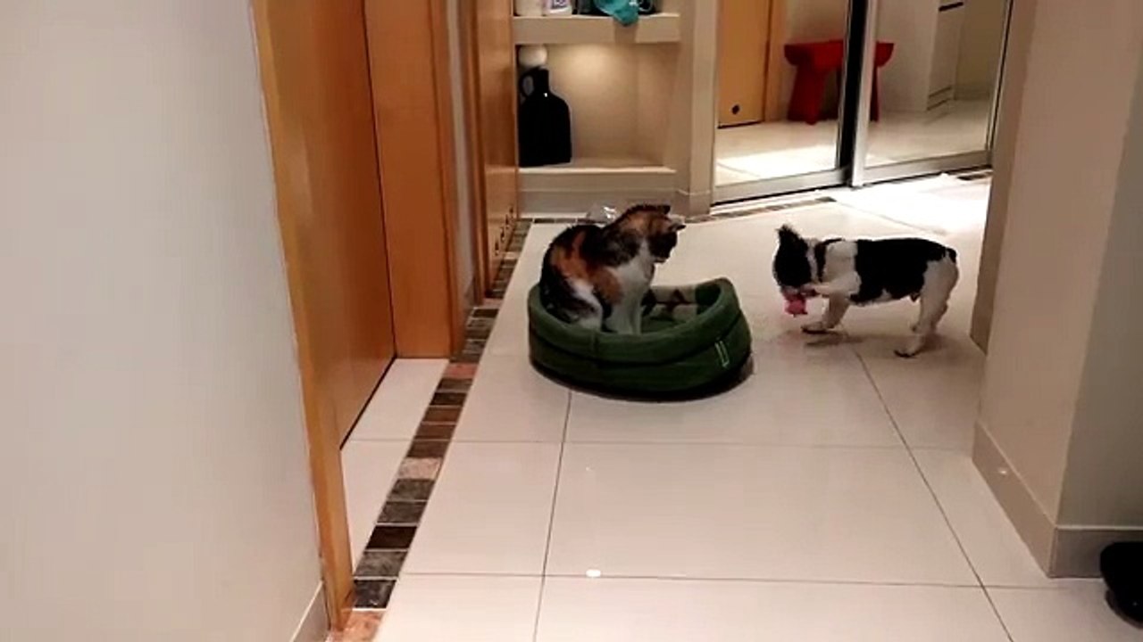 Le bouledogue Pixel a récupéré son panier volé par un chat