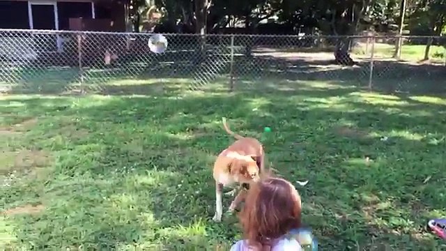 Un chien veut attraper des bulles et tombe sur une petite fille