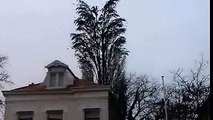 Fantastic Scene of Sparrows sitting on a tree