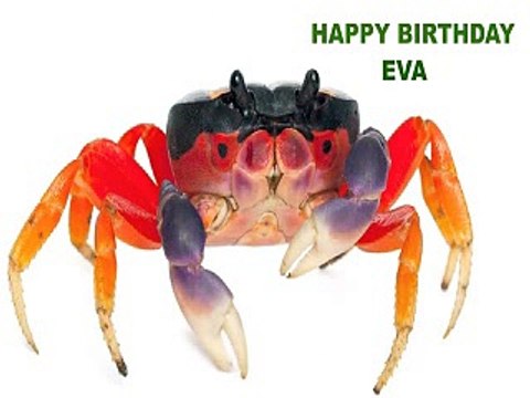 Eva Animals Animales - Happy Birthday
