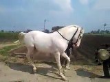 Awesome Horse dance