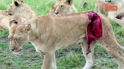 Bufalo Tarafından Parçalanan Aslana Yardım Eli