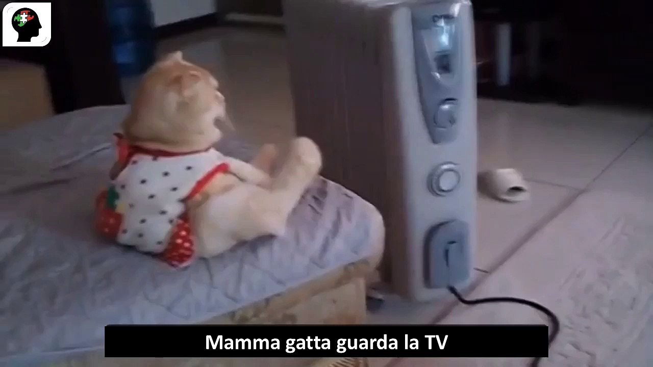 Mamma gatta guarda la tv