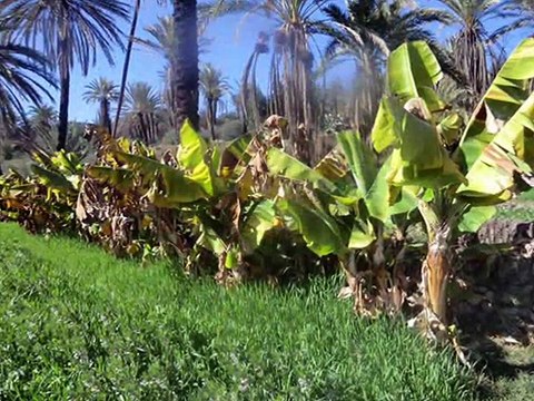 fatima tabaamrant en visite a targua n'touchka 2014 chtouka ait baha