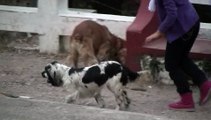 Chiapas Dogs 2