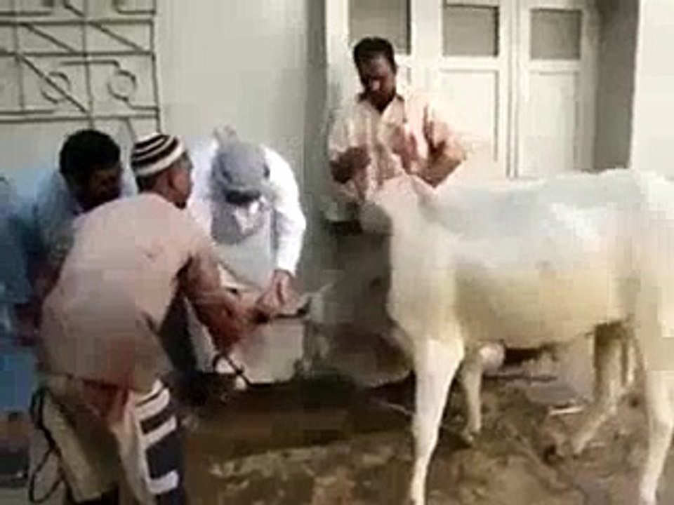 Out Of Control Cow Very Funny