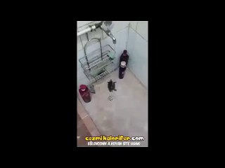 Suyu Görünce Twerk Yapmaya Başlayan Su Kaplumbağası